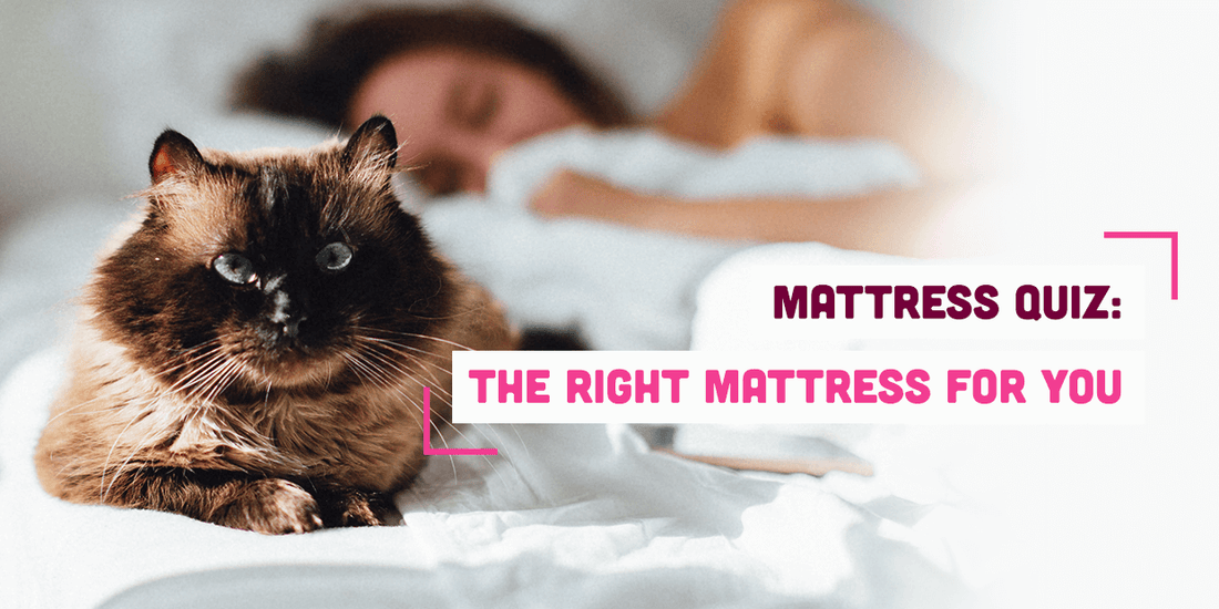 Cat on the bed with text - mattress quiz, the right mattress for you